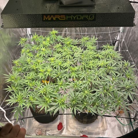 Guava Bars growlog timeline photo