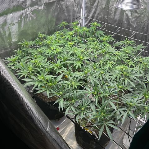 Guava Bars growlog timeline photo