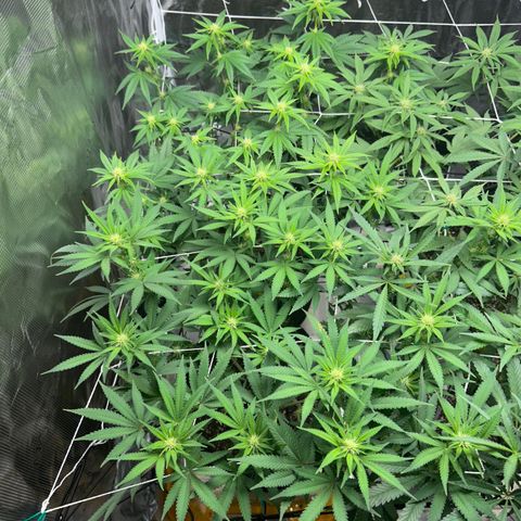 Blueberry Cupcake growlog timeline photo