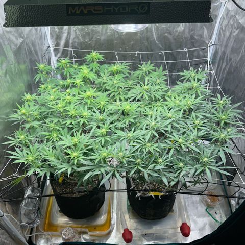 Gelato Sundae growlog timeline photo