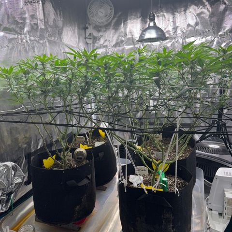 Gelato Sundae growlog timeline photo