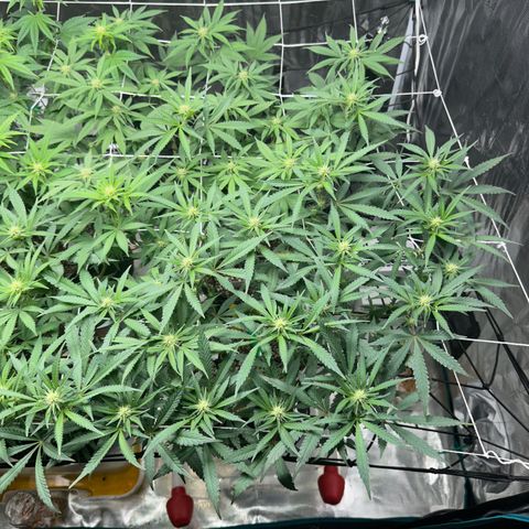 Gelato Sundae growlog timeline photo