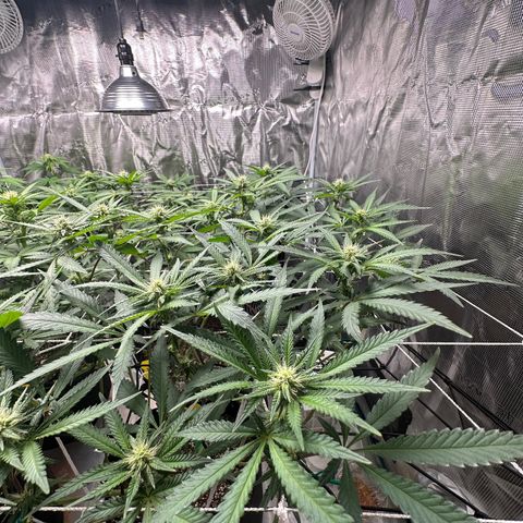 Guava Bars growlog timeline photo