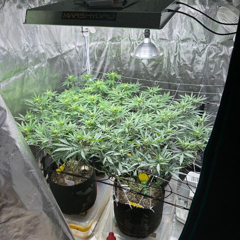 Blueberry Cupcake growlog timeline photo