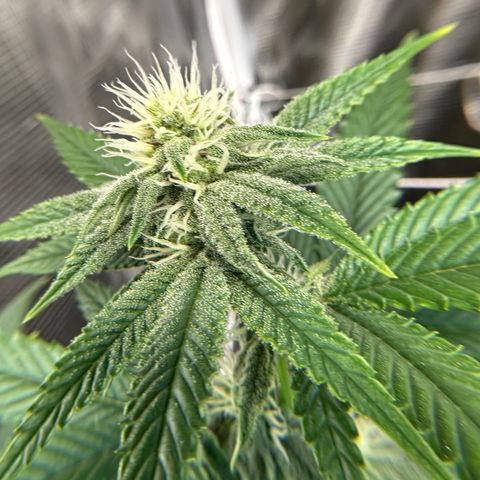Blueberry Cupcake growlog timeline photo