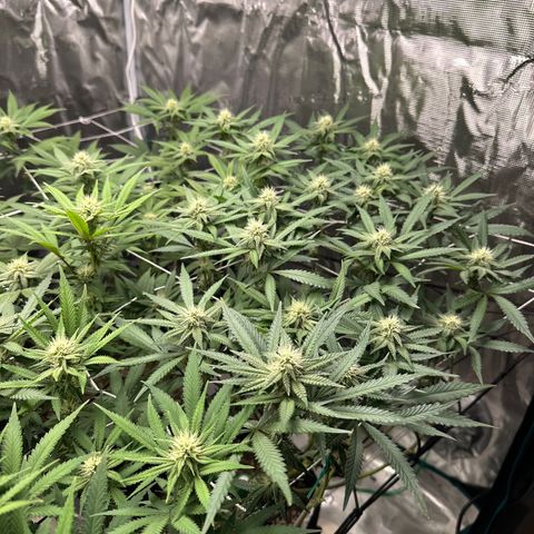 Guava Bars growlog timeline photo