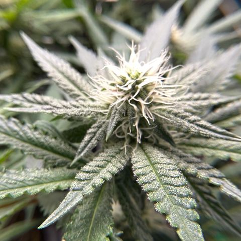 Guava Bars growlog timeline photo