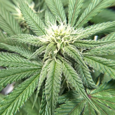 Gelato Sundae growlog timeline photo