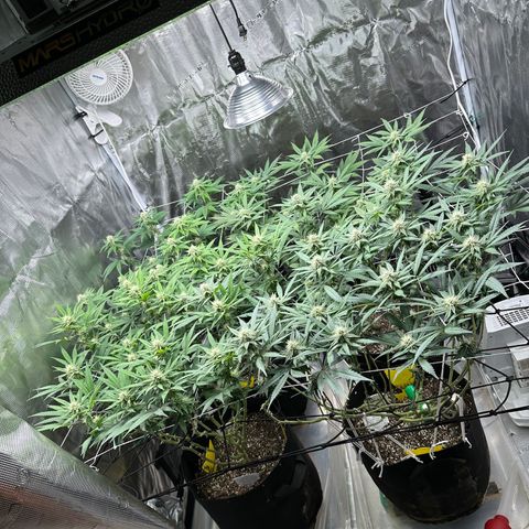 Gelato Sundae growlog timeline photo