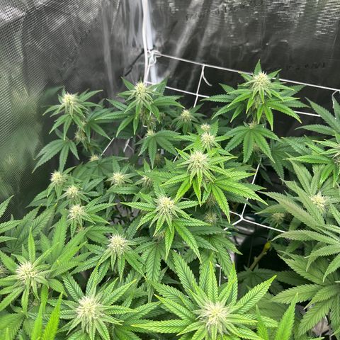 Blueberry Cupcake growlog timeline photo