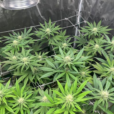 Gelato Sundae growlog timeline photo