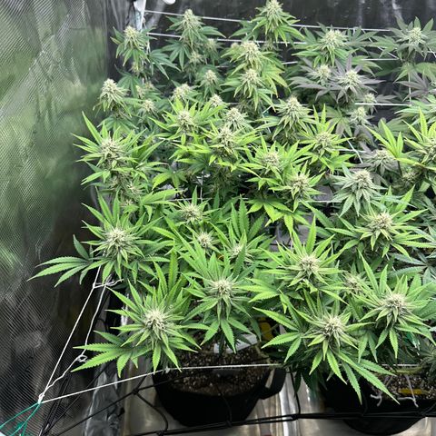 Blueberry Cupcake growlog timeline photo