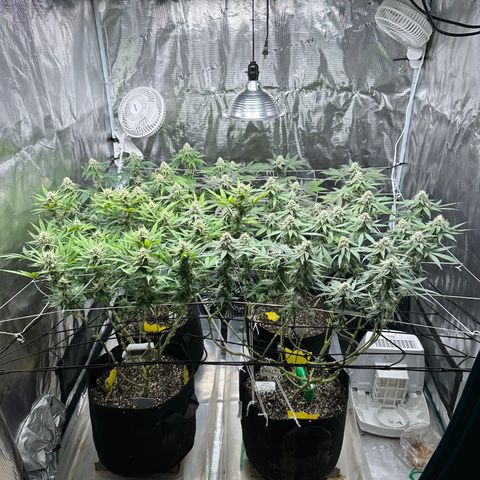 Blueberry Cupcake growlog timeline photo