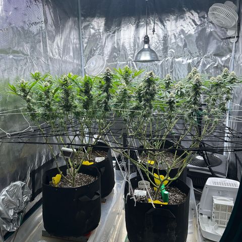 Guava Bars growlog timeline photo