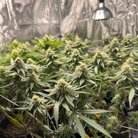 Guava Bars growlog timeline photo
