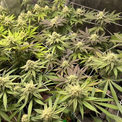 Gelato Sundae growlog timeline photo