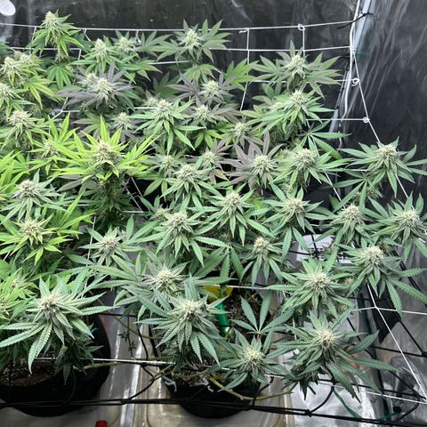 Gelato Sundae growlog timeline photo