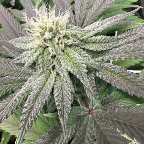 Gelato Sundae growlog timeline photo