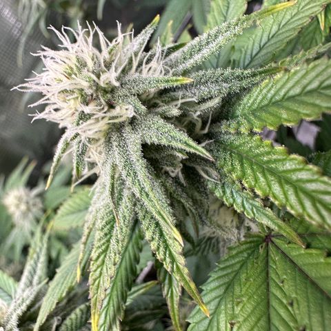 Blueberry Cupcake growlog timeline photo