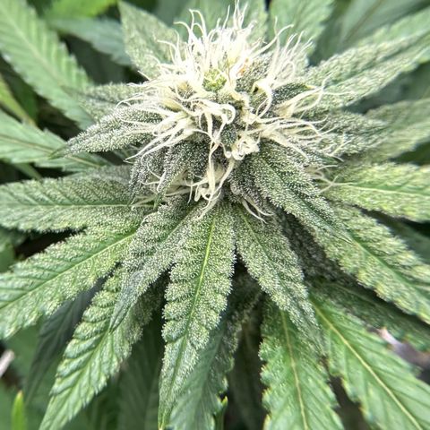 Guava Bars growlog timeline photo