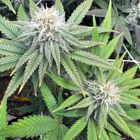 Blueberry Cupcake growlog timeline photo