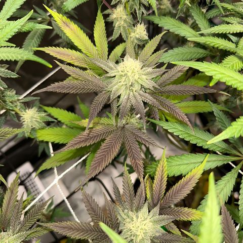 Gelato Sundae growlog timeline photo