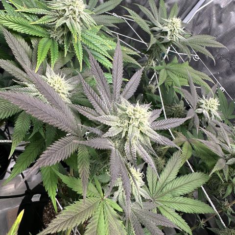 Gelato Sundae growlog timeline photo