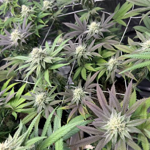 Gelato Sundae growlog timeline photo