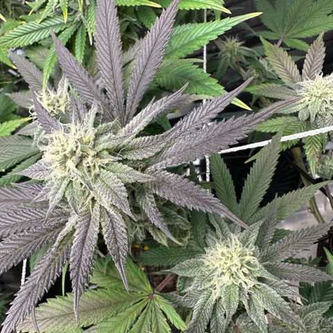 Gelato Sundae growlog timeline photo
