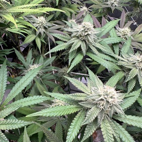 Guava Bars growlog timeline photo