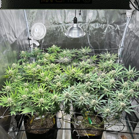 Guava Bars growlog timeline photo