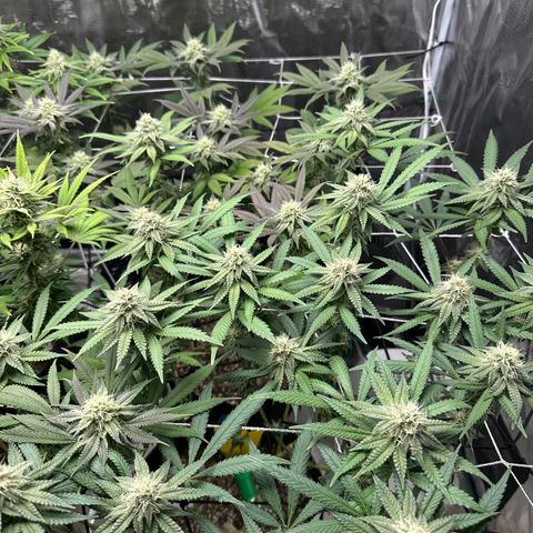 Guava Bars growlog timeline photo