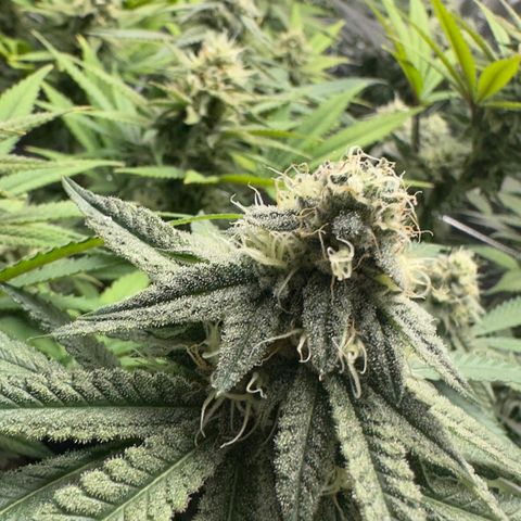 Guava Bars growlog timeline photo