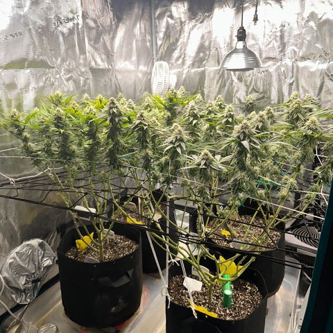 Guava Bars growlog timeline photo