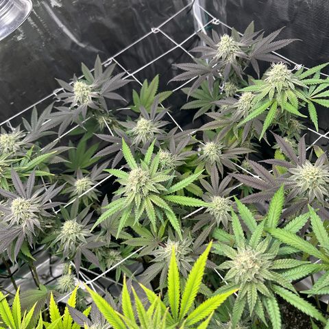 Gelato Sundae growlog timeline photo