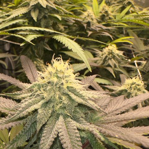 Gelato Sundae growlog timeline photo
