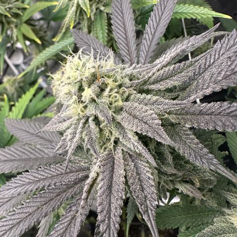 Gelato Sundae growlog timeline photo
