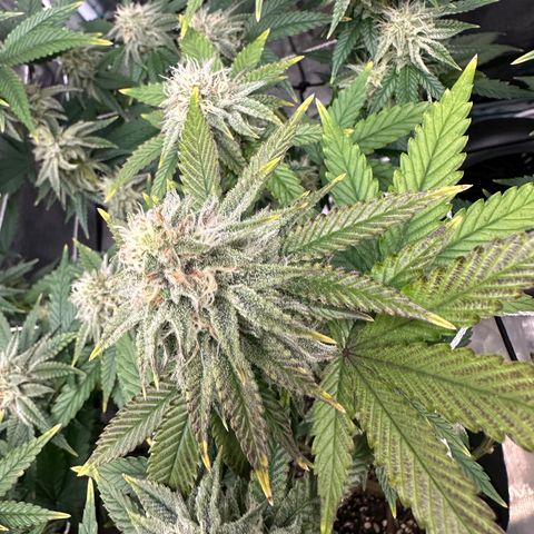 Blueberry Cupcake growlog timeline photo