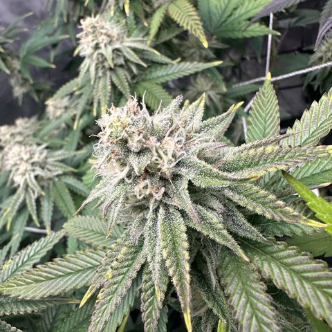 Blueberry Cupcake growlog timeline photo