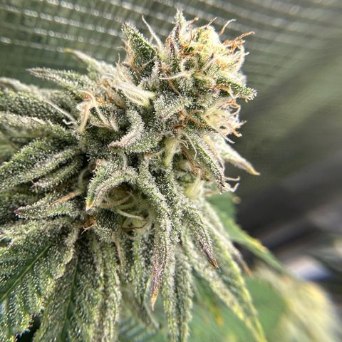Blueberry Cupcake growlog timeline photo