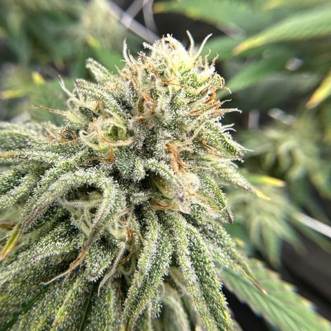 Blueberry Cupcake growlog timeline photo