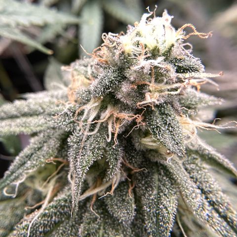 Guava Bars growlog timeline photo