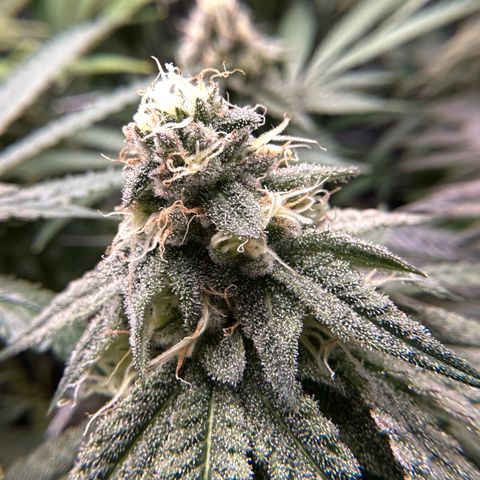 Guava Bars growlog timeline photo