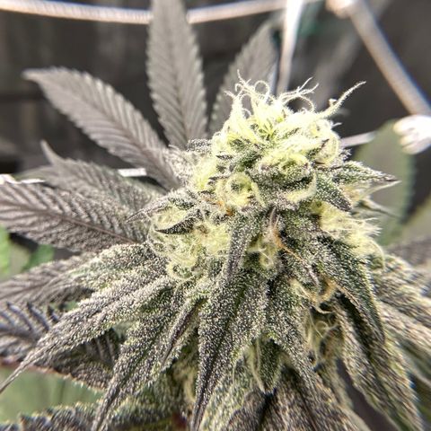 Gelato Sundae growlog timeline photo