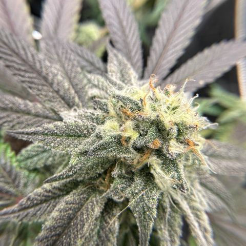 Gelato Sundae growlog timeline photo