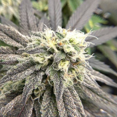Gelato Sundae growlog timeline photo