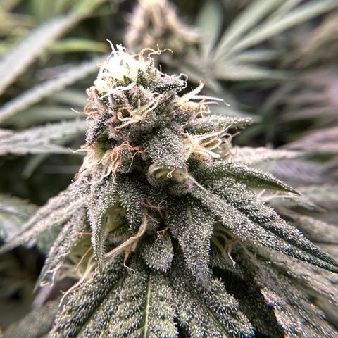 Guava Bars growlog timeline photo