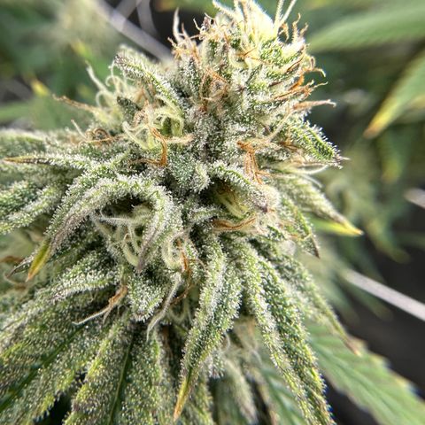 Blueberry Cupcake growlog timeline photo