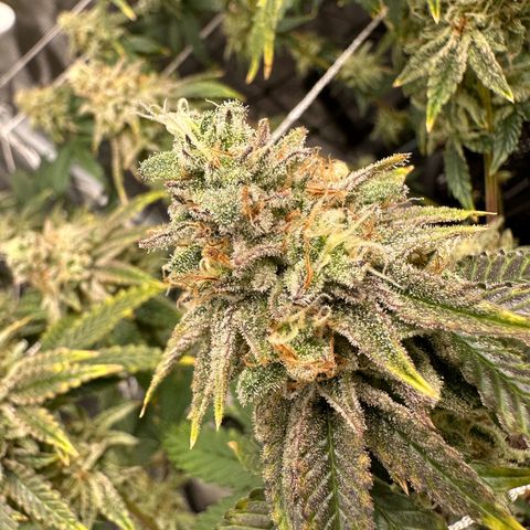 Blueberry Cupcake growlog timeline photo