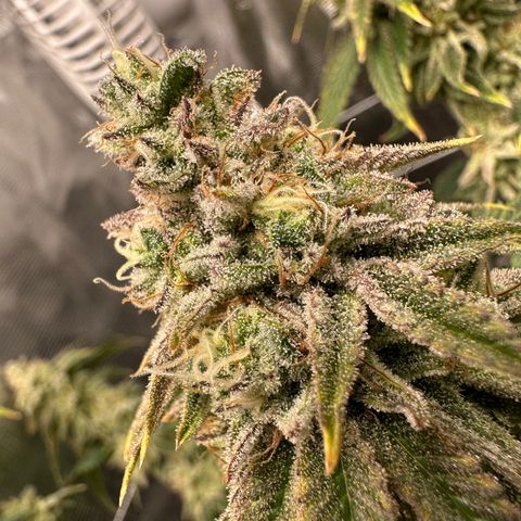 Blueberry Cupcake growlog timeline photo